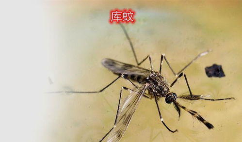 蚊子袭击模拟器 