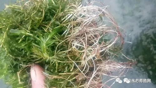 盲目之恋安卓下载安装 